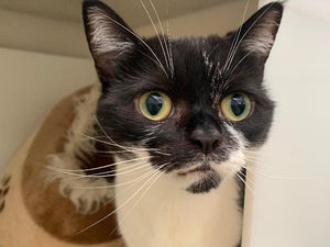 Supporting image for story: RSPCA warning after 4,000 cat incidents in the region