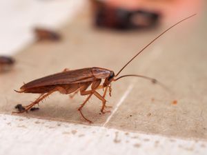 Supporting image for story: Couple expecting a baby were placed in 'cockroach infested' accommodation