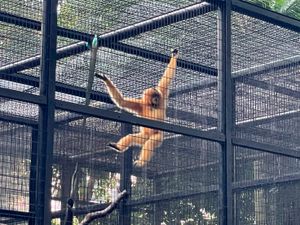 Supporting image for story: Monkeys who died in Hong Kong zoo had bacterial infection – officials