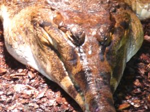 Supporting image for story: Thieves steal skull of rare crocodile that died at zoo from business in Cannock