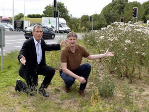 Supporting image for story: Overgrown Shrewsbury roundabout driving businessman crazy