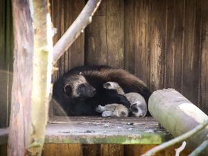 Wolverine Helga has been spotted with her newborns at the zoo