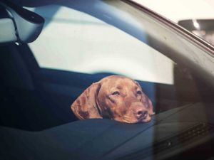 Supporting image for story: Dog owners reminded not to leave pets in hot cars as heatwave approaches