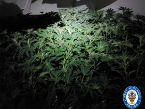 The operation has also led to the closure of a cannabis farm and a brothel in the town