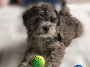 Supporting image for story: West Midlands Police welcomes first ever wellbeing dog and wants you to help name her