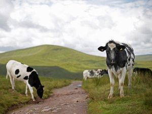 Supporting image for story: Arla to pay out up to £280m profits to drought-stricken farmers