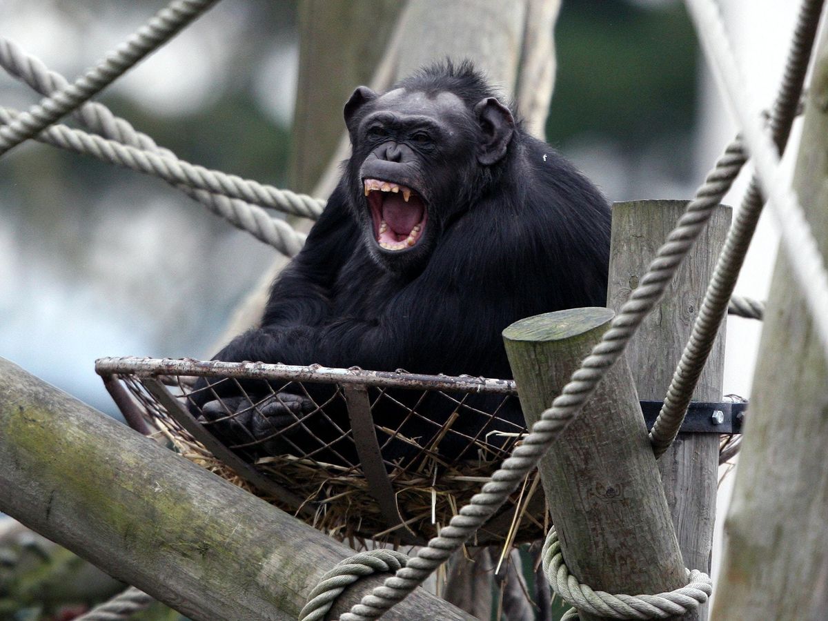 Voice box in primates ‘evolved faster’ compared with carnivores ...