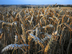 Supporting image for story: Farming Talk: Finding a route through the funding maze