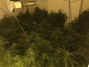 Supporting image for story: 56 cannabis plants seized in Smethwick raid