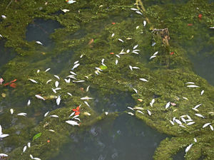 Walsall Council said that around 90kg of fish carcasses have been removed from Walsall Canal following a toxic chemical spill
