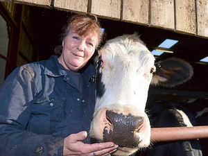 Supporting image for story: Watch: Mammoth the Shropshire cow becomes an internet star in milk price fight