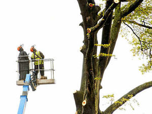 Supporting image for story: Going, going, gone! Towering trees felled
