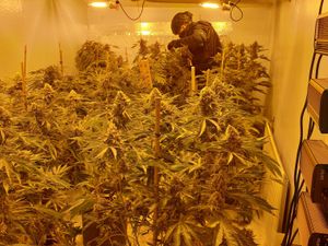Supporting image for story: Large cannabis grow seized from Wem High Street