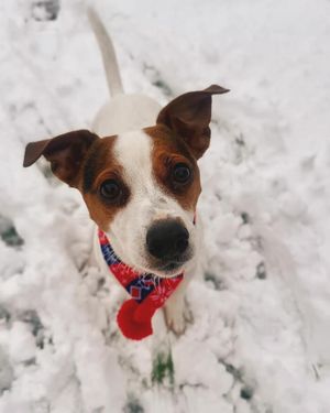 Jack Russell, Patch, 'absolutely loving' the snow. From Lucey Rose Williams