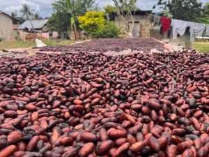 Supporting image for story: Engineering climate may not be enough to save coffee, chocolate and wine – study