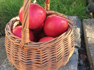 Supporting image for story: Apple pressing day to support lifesaving charity