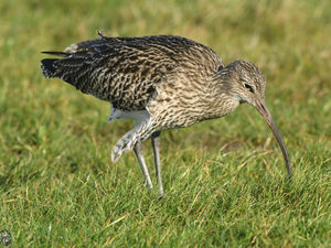 Supporting image for story: Suveys can help protect curlews and lapwings in Shropshire