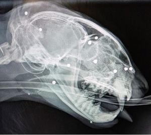 X-rays revealed 45 pieces of shot in Oscar's body.