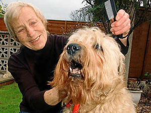 Supporting image for story: Star Danny bow-wows out after 10 years in Annie