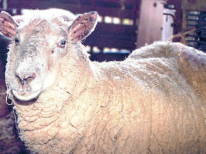 Supporting image for story: Telford police flock to find sheep on the loose