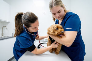 The team will use a life stage assessment to review the pet’s health, based on their age. 