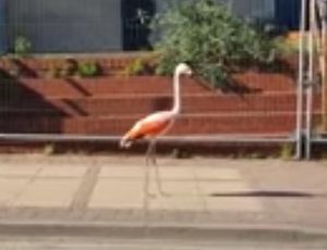 Supporting image for story: Flamingo filmed strolling down road after escaping Dudley Zoo