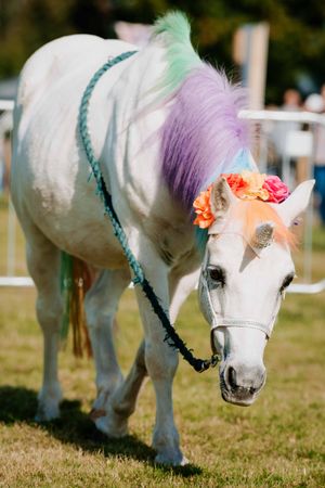Midland Game Fair at Weston Park
