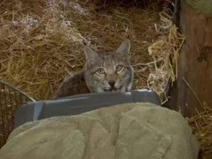 Supporting image for story: Letting lynx loose in Highlands was ‘highly irresponsible’, conservationist says