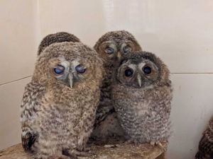 Baby owlets at Cuan Wildlife Centre