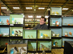 Supporting image for story: WATCH: Tweet success for Staffordshire bird show