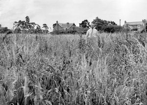 'Bayston Hill's common is a 'desolation of weeds' with a muddy patch in the middle like an 'arterial road', the residents say. And members of Bayston Hill Parish Council have agreed with the residents. But the one thing standing in the way of making the common a 'village feature' is money.' The story quoted one of the complaining residents, John Rea, of Saxonholme, Blakemore Bank, who shared the picture from March 1970.