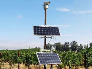 Supporting image for story: How robotic lasers are being used to protect wine crops from birds in California