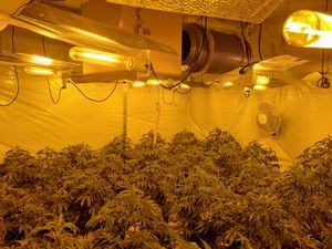 Supporting image for story: More than 100 cannabis plants seized by police following raid in Lower Gornal