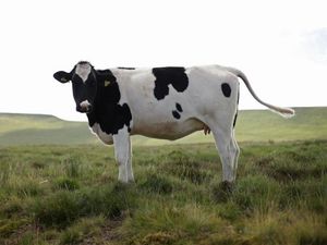 Supporting image for story: What would happen if everyone in the US decided to go vegan?