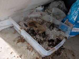 The conditions the cats were found in were found to be dirty and unsanitary. Photo: RSPCA