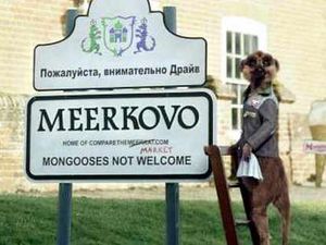 Supporting image for story: Market Drayton loses meerkats race