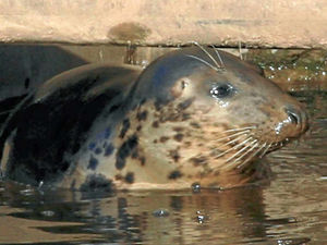 Supporting image for story: Charity leads call for Stourport seal protection