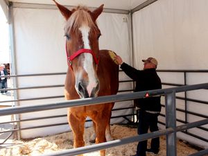 Supporting image for story: Big Jake, the world’s tallest horse, dies aged 20