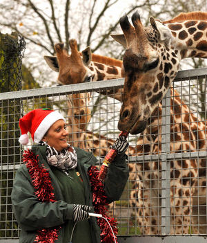 Veterinary nurse Sarah Smith pulls a cracker with a giraffe