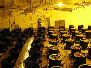 Supporting image for story: Police find second drugs farm