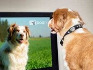 Supporting image for story: Mark Andrews: It's enough to send you barking mad