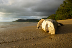 Jamie was named runner-up in Australia Geographic’s global photography competition 18 and under last week for her photo of a Black-Tipped Reef Shark washed up on an Australian beach 