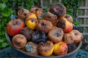 Winner: Roger Walford - Rotten Apples