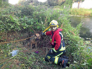 Supporting image for story: Drama as dog rescued at Black Country canal