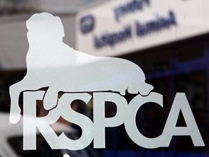 Supporting image for story: Animal welfare ‘key in floods assessment’