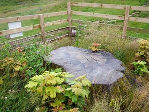 Supporting image for story: Sycamore Gap tree stump caged in netting to prevent tributes harming regrowth