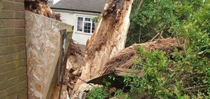 The tree had snapped at the trunk