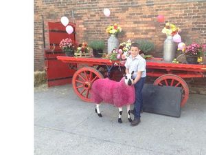 Supporting image for story: Ewe met the fundraising target Tom with £20k total