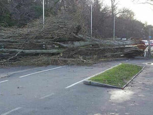 Supporting image for story: Fallen tree causes traffic chaos after blocking busy road