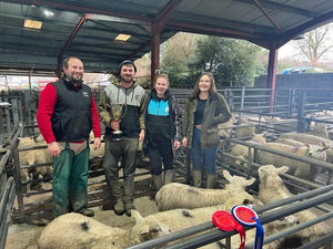 Supporting image for story: Christmas cheer at Bishops Castle as prize lambs attract good trade